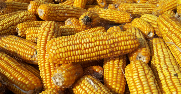 Des chips de Maïs dans nos colis ?! 🤨🌽